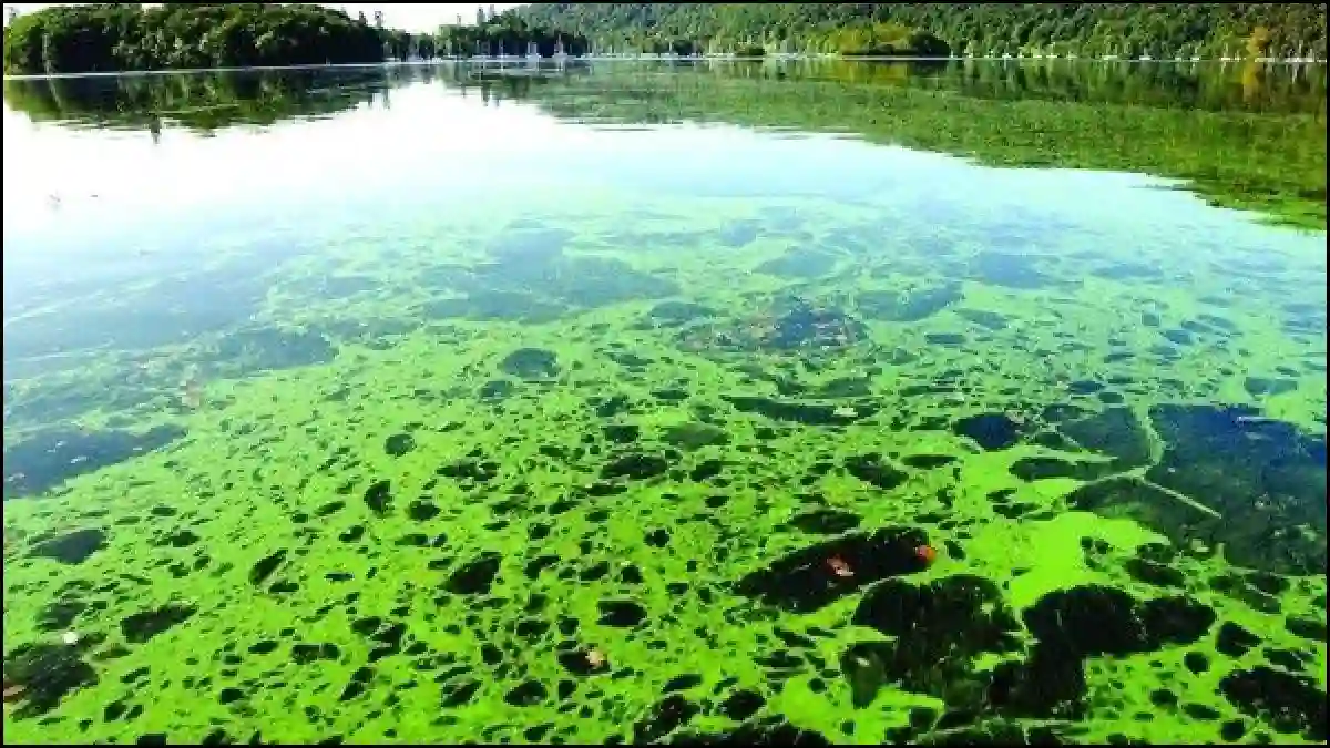 الطحالب الضارة والسموم التي تنتجها: ما يجب أن تعرفه لحماية نفسك وبيئتك