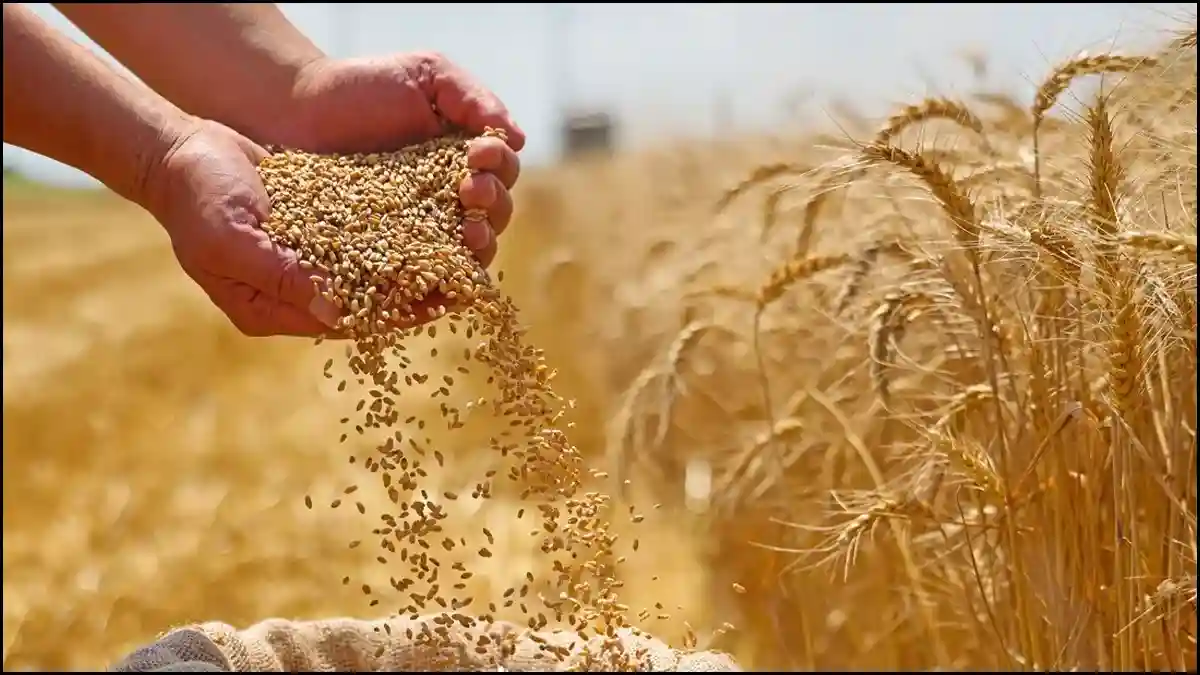 فوائد بذور القمح لتحسين الصحة العامة ومنع الأمراض المزمنة