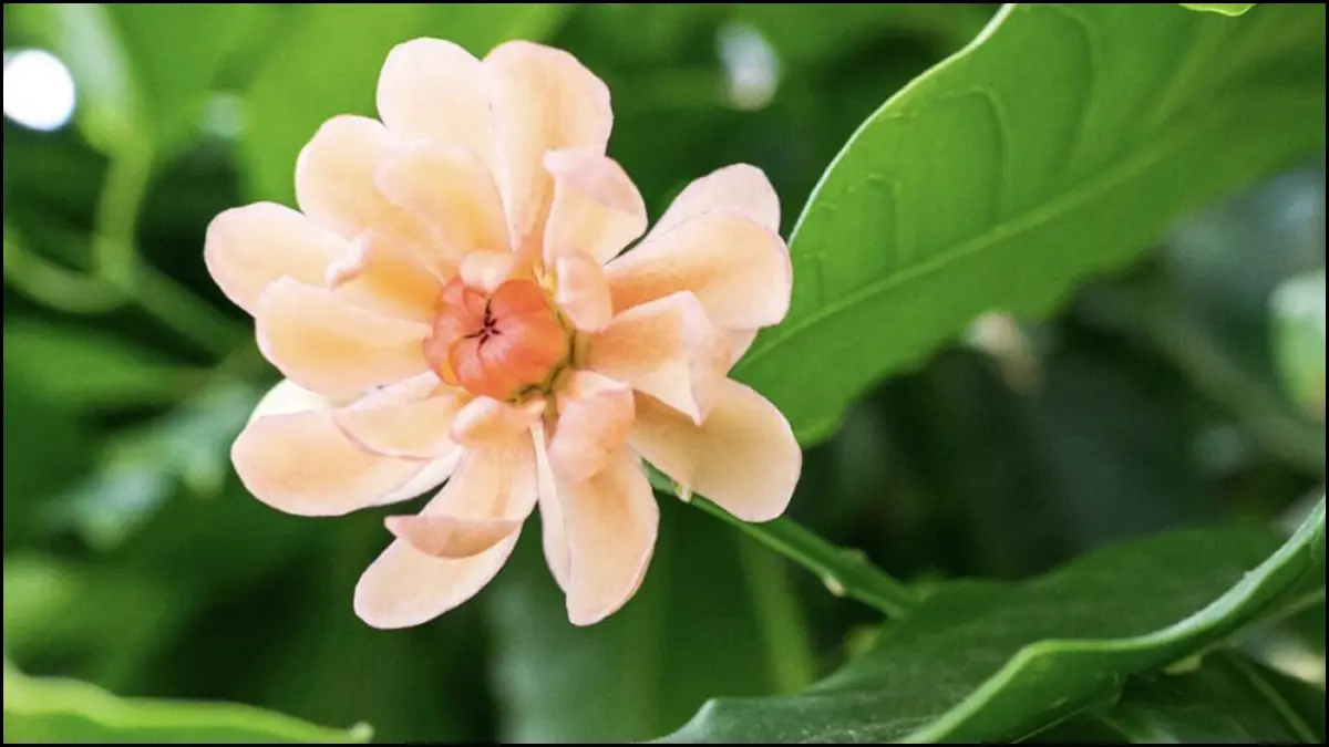 نباتات كاسيات البذور: ماذا تعرف عن هذه الأزهار الصغيرة؟